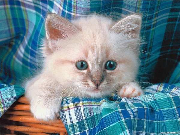[1z - gatos divertidos (7)[2].jpg]