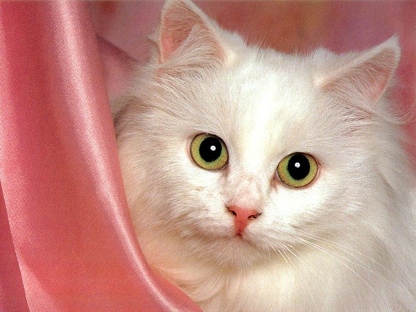 [1z - gatos divertidos (45)[2].jpg]