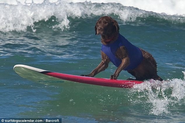 perros surf (1)