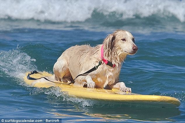 perros surf (3)