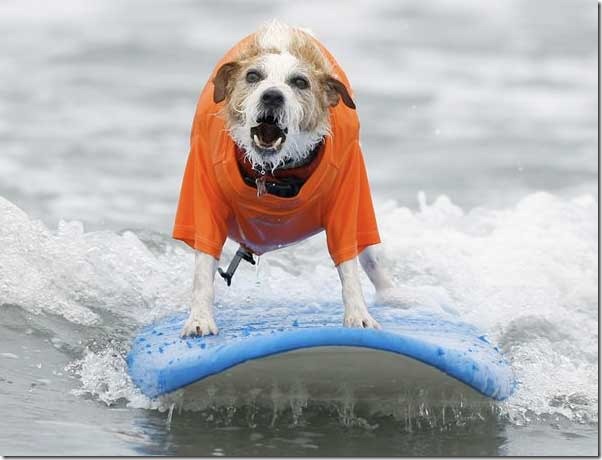 perros surf migallinero (1)