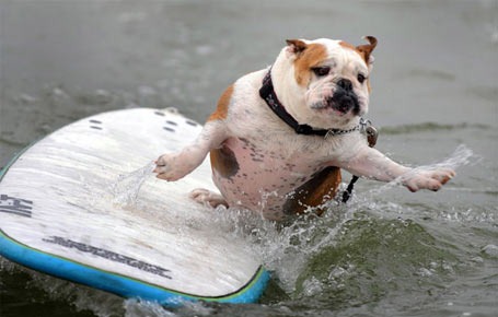 [perros surf migallinero (3)[2].jpg]