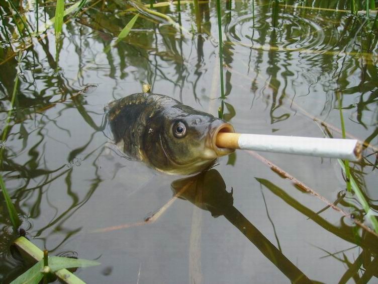 [pez fumando[2].jpg]
