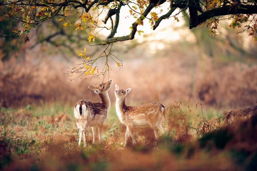 [animales divertidos migallinero (6)[14].jpg]