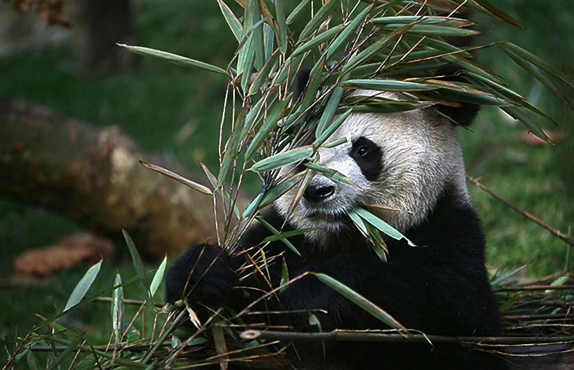 [animales divertidos migallinero (8)[8].jpg]