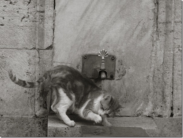 animales divertidos migallinero (10)