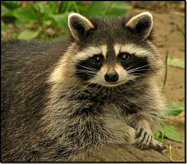animales divertidos migallinero (11)