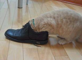 [gato asfixiado migallinero (3)[3].jpg]