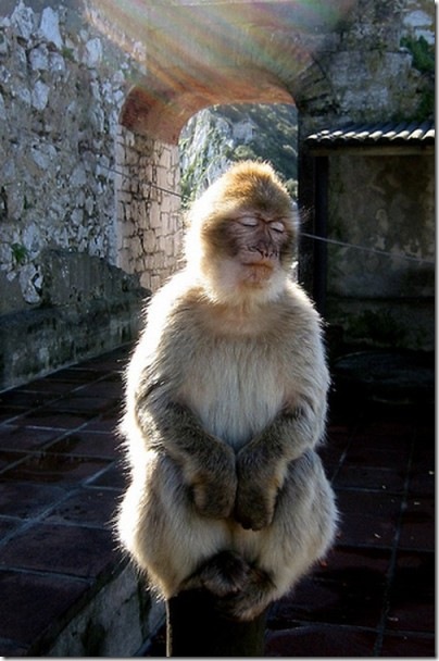 animaes meditando migallineo&iexcl;ro (2)