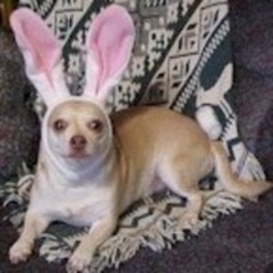 [perros+pascua+(12)[3].jpg]