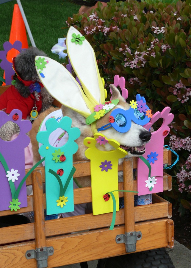 [perros pascua (23)[2].jpg]