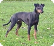 Manchester Terrier Manchester Terrier