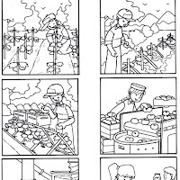 ciclo productivo del tomate