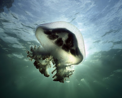 http://lh4.ggpht.com/_lJoh1q4jIRo/SVaVisrfDfI/AAAAAAAAAOs/S7hIQEOZctE/s400/Mauve%20Stinger%20Jellyfish%20Edithburg%20South%20Australia.jpg