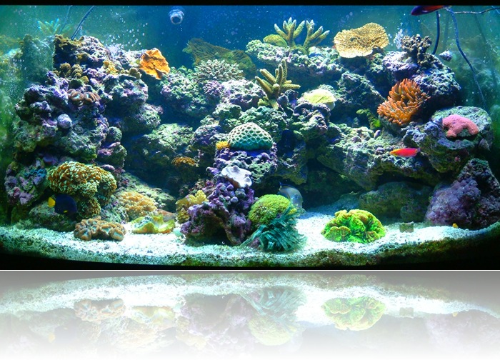 aquarium aquarium