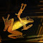 Common treefrog