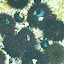 pêche oursin 015.jpg pêche oursin 015.jpg