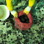 pêche oursin 049.jpg pêche oursin 049.jpg