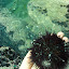 pêche oursin 042.jpg pêche oursin 042.jpg