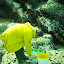 pêche oursin 023.jpg pêche oursin 023.jpg