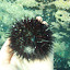 pêche oursin 043.jpg pêche oursin 043.jpg