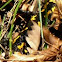 Salamandra pezzata 