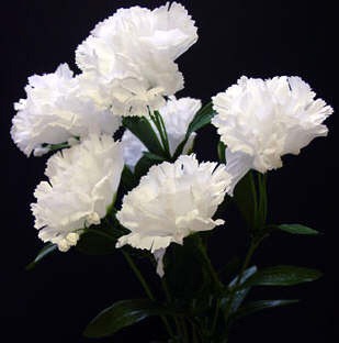 [carnations[9].jpg]
