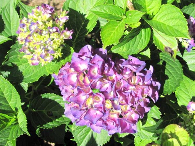[hydrangea purple1[2].jpg]