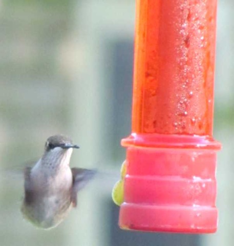 [hummingbirds 7[3].jpg]