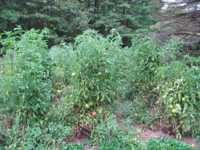 [tomato garden 1[3].jpg]