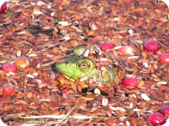 bog frog