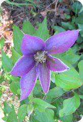 clematis 10.17.10