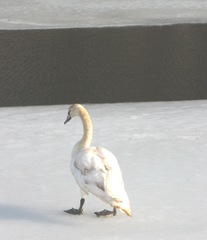 2.16.11swan immature heading to water