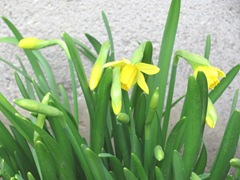 daffodils closeup 1st. 3.19.11