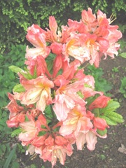 azalea strawberry shortcake