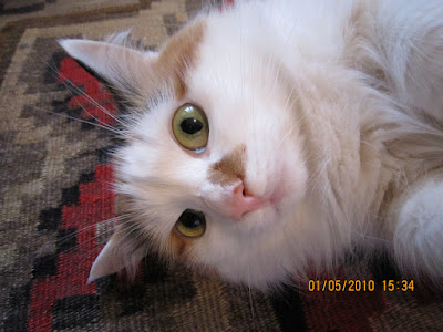 Моя кошка