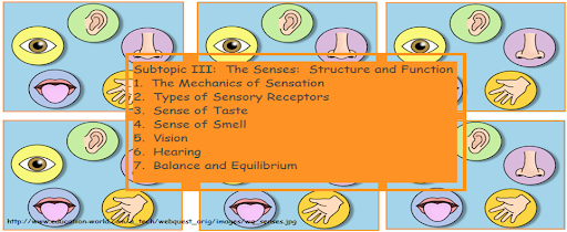 nervous system powerpoint presentation