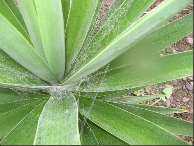 dew drops and cob webs 1