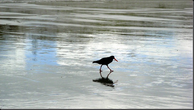 oyster catcher