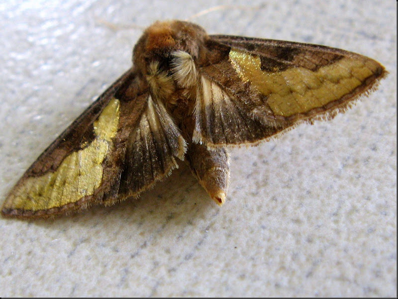 moth moth