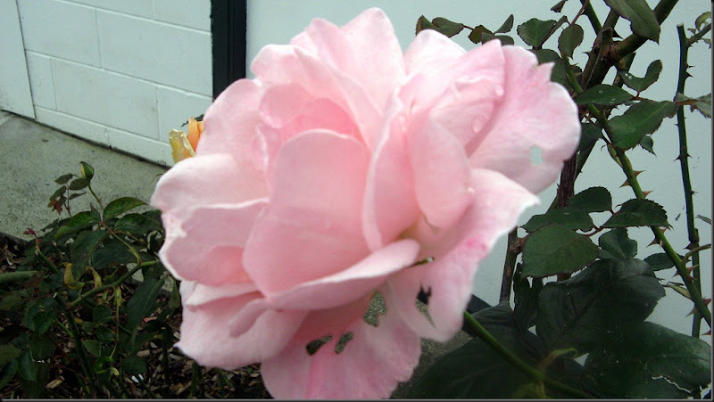 somethingeatingroses somethingeatingroses
