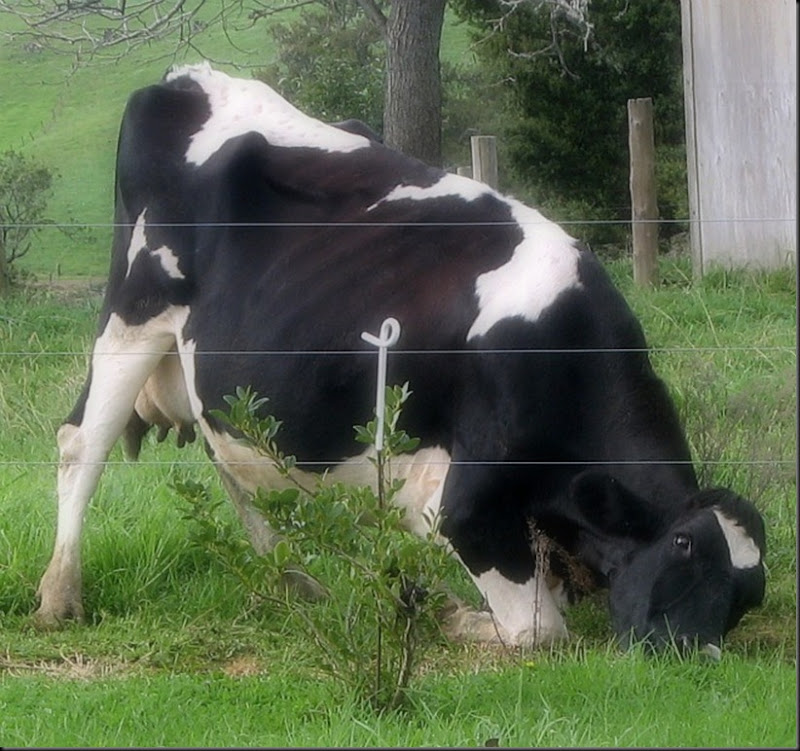 under the fence