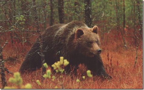 Image0077 Image0077