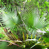 SDC12416.JPG
