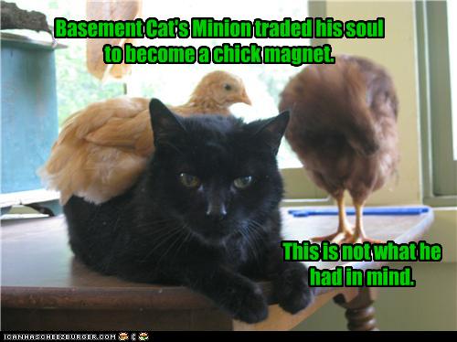 photo of a cat with chicks on it
