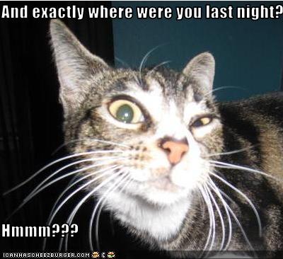photo of a cat staring questioningly at you