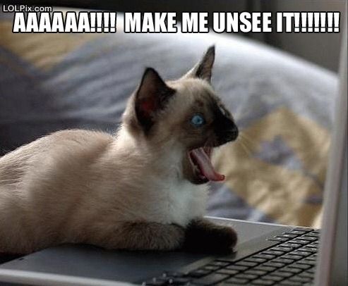 photo of a cat yelling at a computer screen