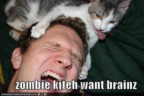 photo of a cat clawing a guy's head