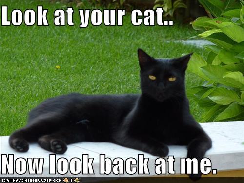photo of a black cat saying look at your cat now look at me