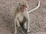 nomad4ever_java_baluran_CIMG5076.jpg